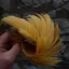 Whiting Exclusive WET Fly Hen Cape in Golden Straw